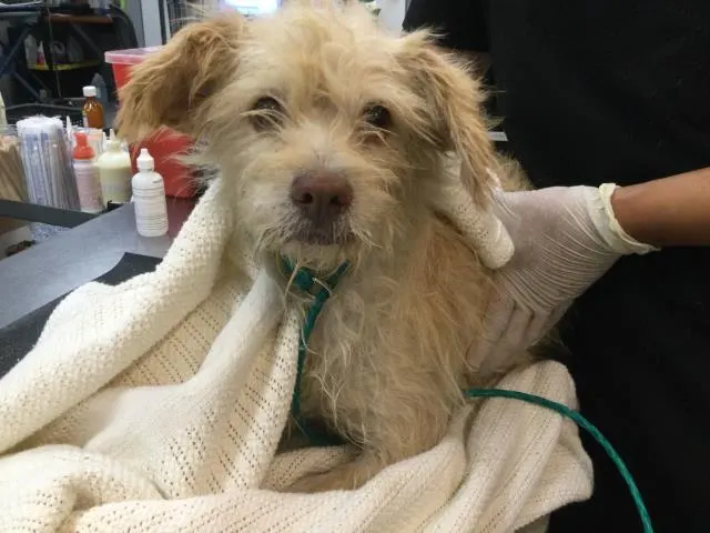 Adoptable Dog
