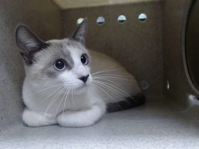 Adoptable Cat