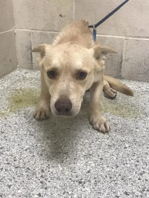 Adoptable Dog
