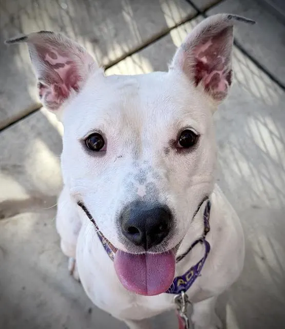 Nova