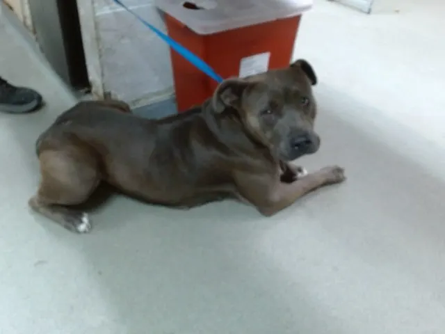 Amabel
