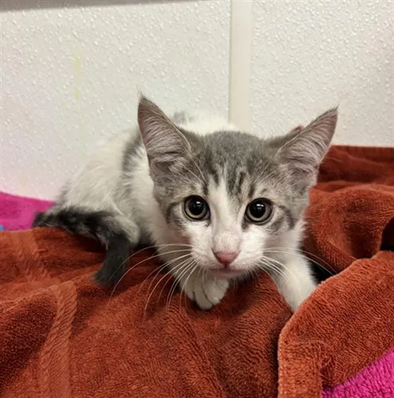 Adoptable Cat