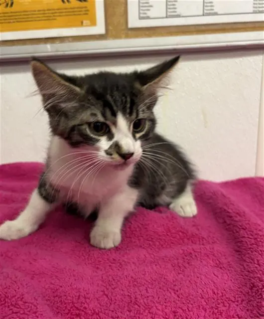 Adoptable Cat