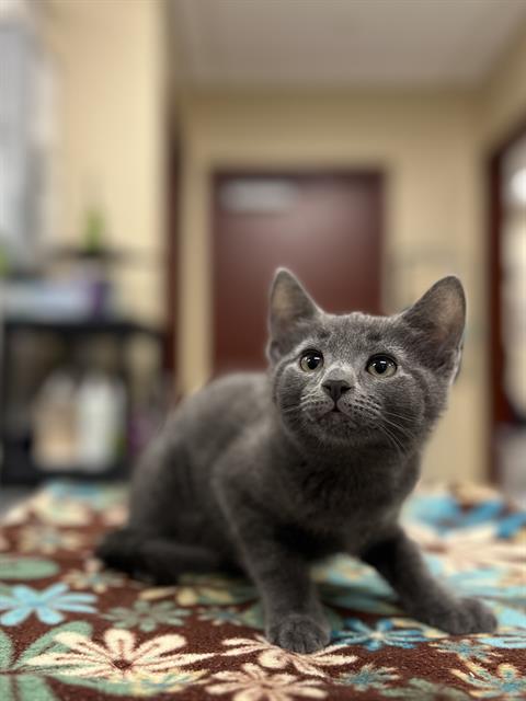 Cilantro