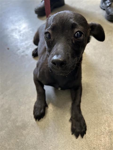 Adoptable Dog