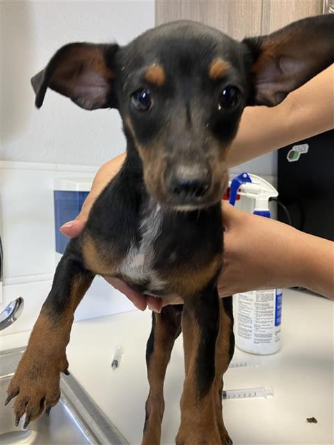 Adoptable Dog