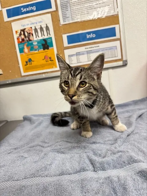 Adoptable Cat