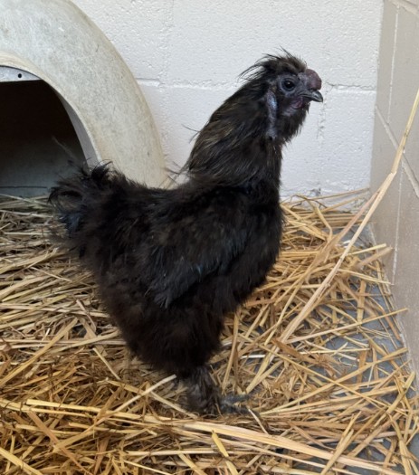 Adoptable Bird
