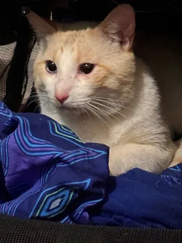 Marshmallow