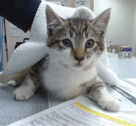 Adoptable Cat