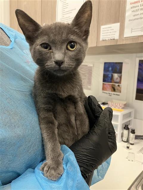 Adoptable Cat