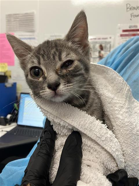 Adoptable Cat
