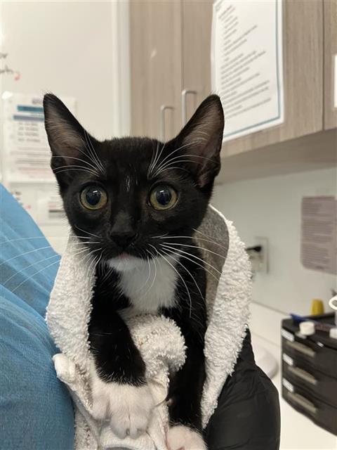 Adoptable Cat
