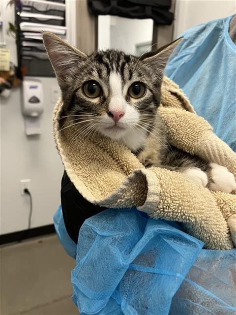 Adoptable Cat