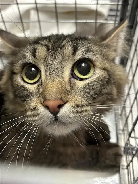 *Bonita