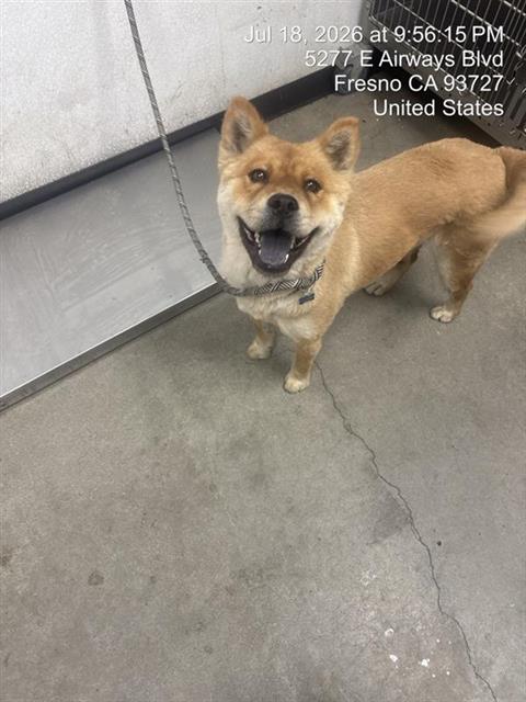 Adoptable Dog