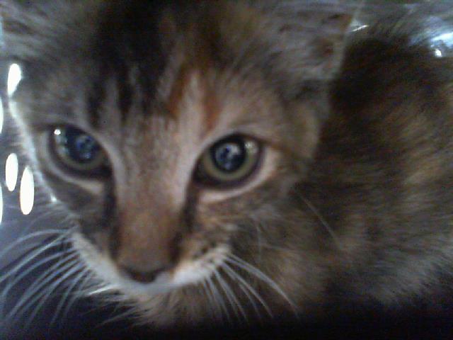 Pepper