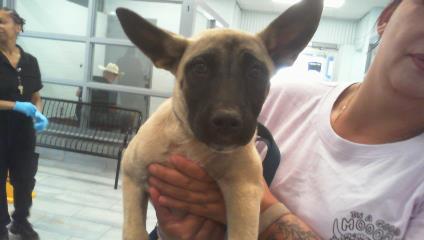 Adoptable Dog