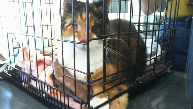 Adoptable Cat