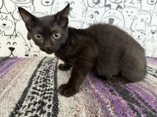 Onyx