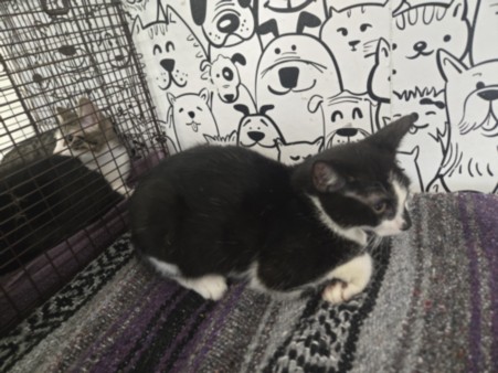 Adoptable Cat