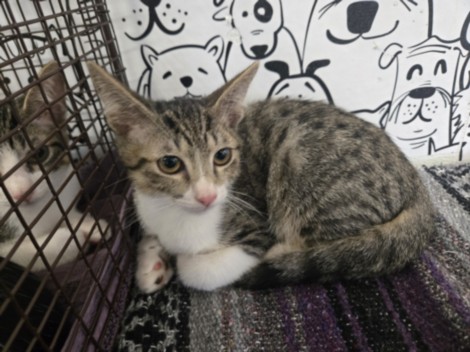Adoptable Cat