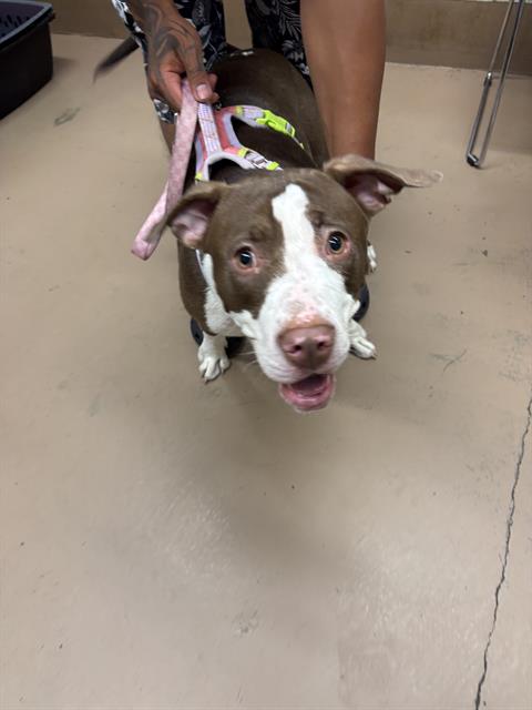 Adoptable Dog