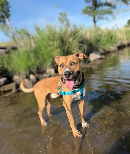 Scooby Doo