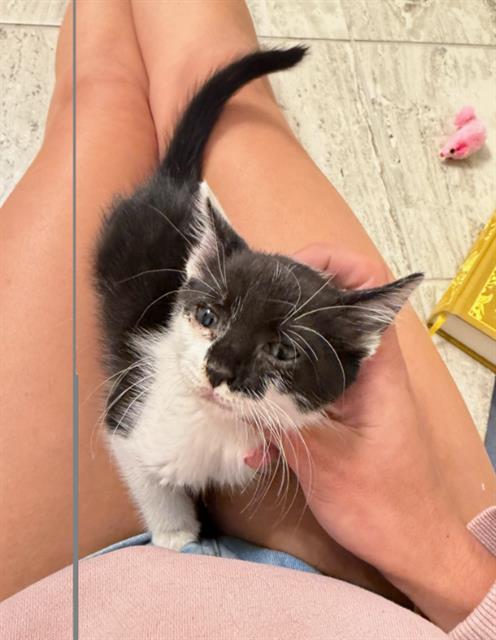 Adoptable Cat