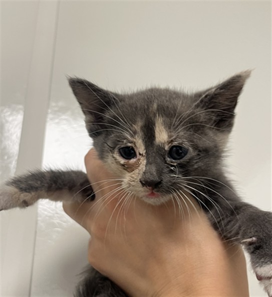 Barbie - Needs A Foster