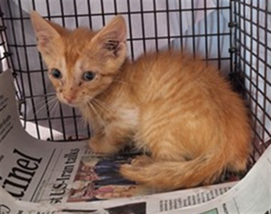 Adoptable Cat