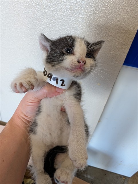 Alice - In Foster
