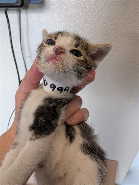 Cheshire - In Foster