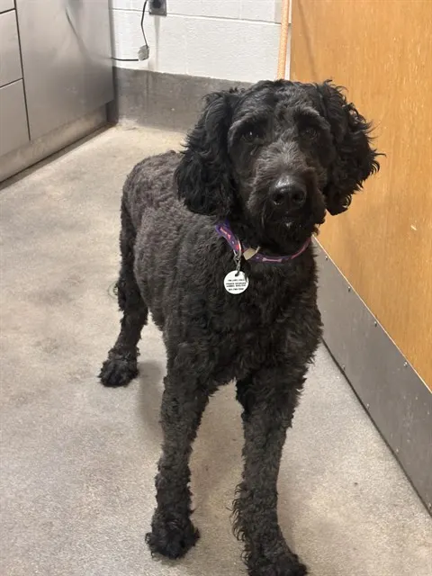 Pepper