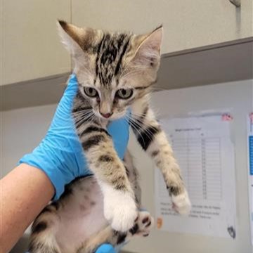 Adoptable Cat