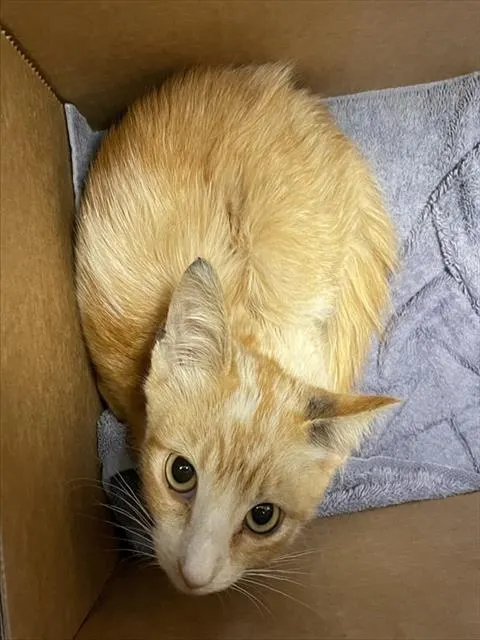 Milo