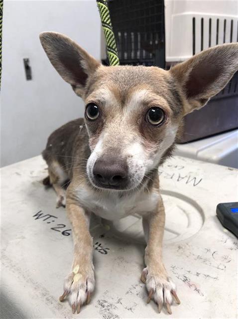 Adoptable Dog