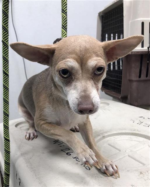 Adoptable Dog