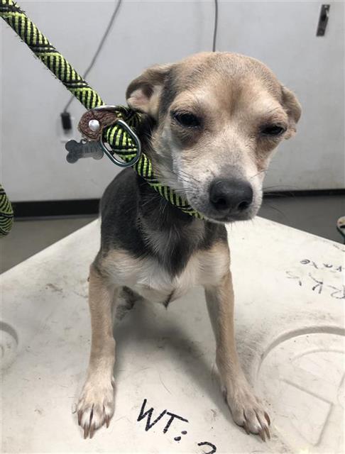 Adoptable Dog