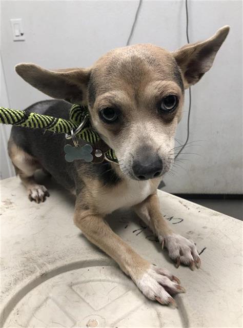 Adoptable Dog