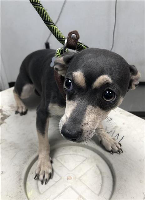 Adoptable Dog