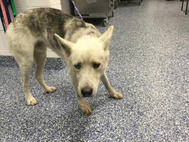 Adoptable Dog