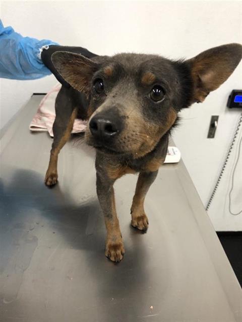 Adoptable Dog