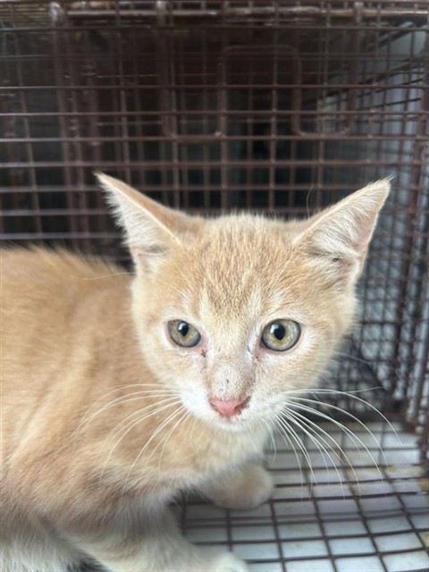Adoptable Cat