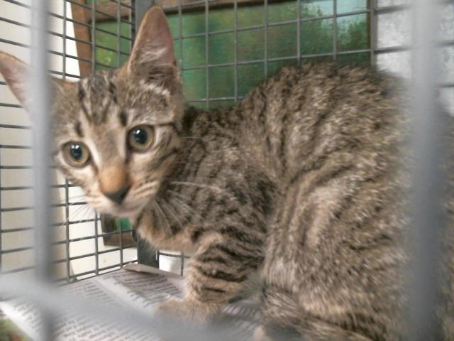 Adoptable Cat