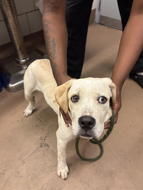 Adoptable Dog