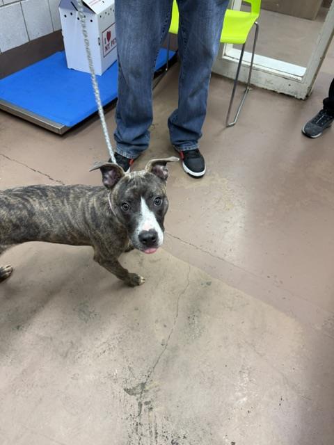 Adoptable Dog