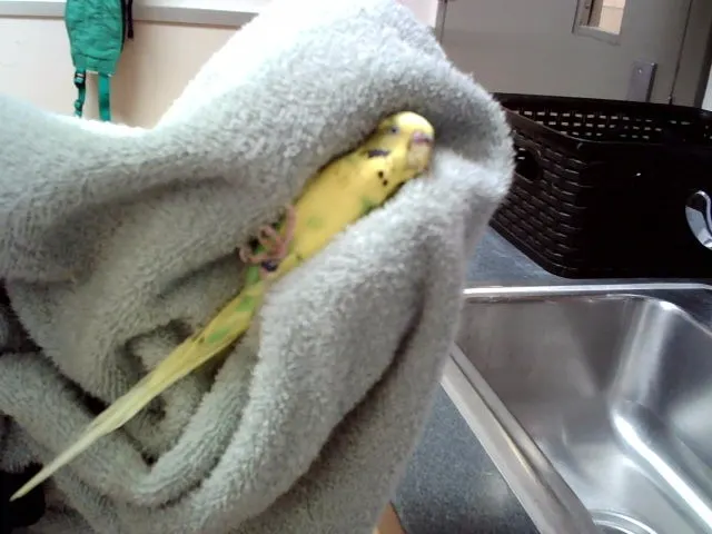 Adoptable Bird