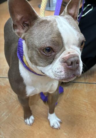 Adoptable Dog