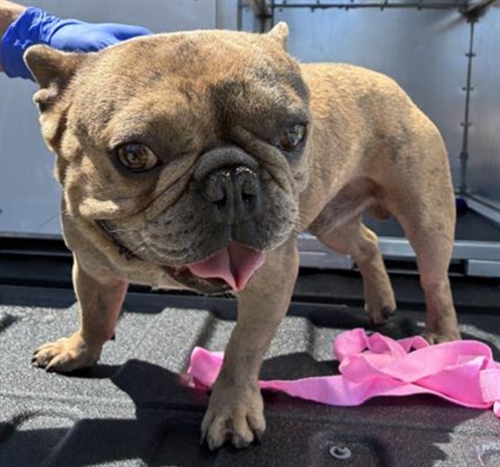 Adoptable Dog
